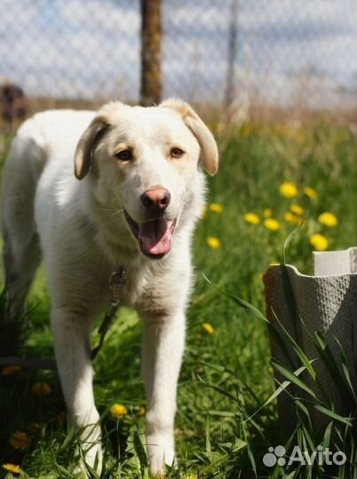 Девочка ищет дом