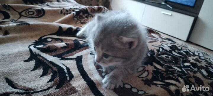 Британец мальчик