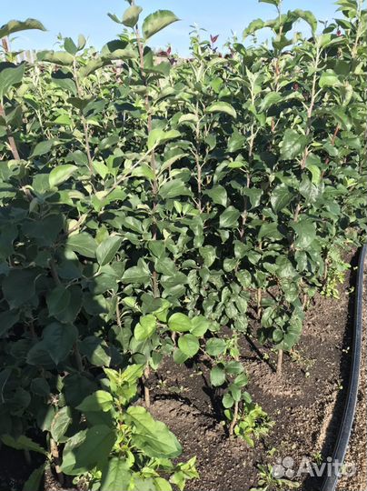 Саженцы яблони и груши