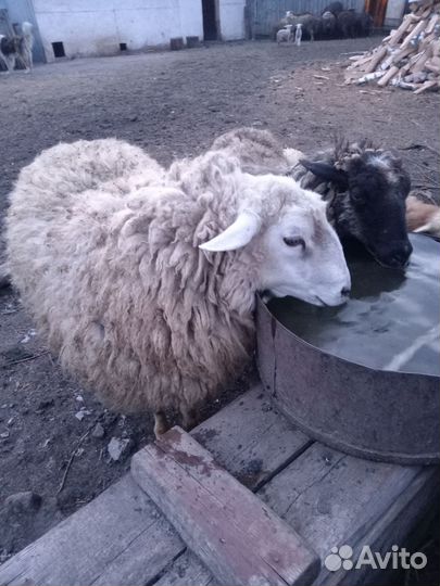 Баран тексель