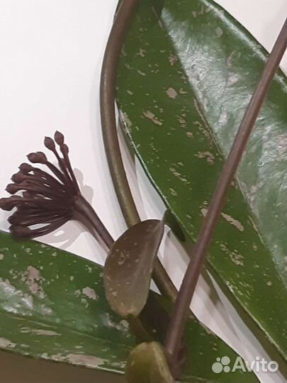 Хойя публикалис