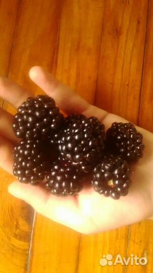 Ежевика садовая/без шипов