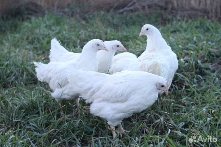 Куры-несушки