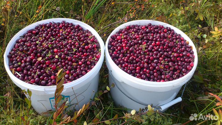 Клюква свежая