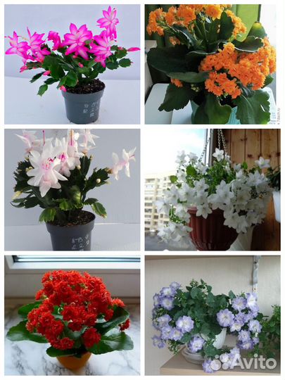 Комнатные цветы