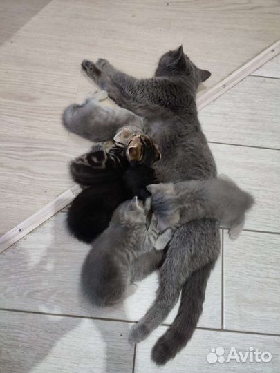 Котята Британо- Шотландские