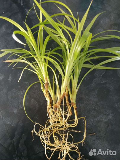 Алоэ декабрист