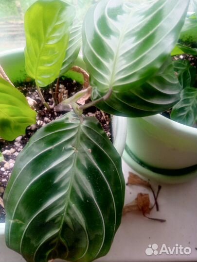 Маранты 9-10 сортов в наборе