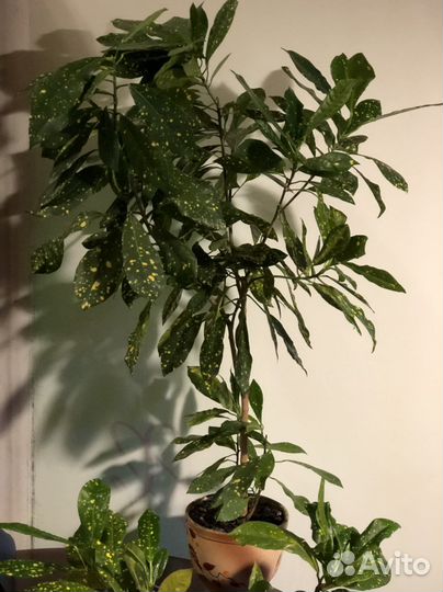 Кротон аукуба