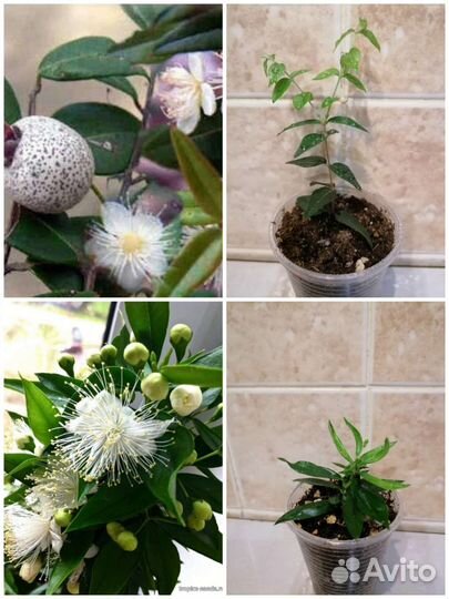 Мирт и семейство миртовых