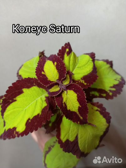 Колеус