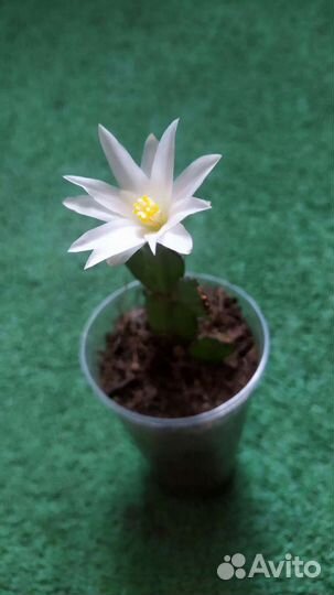 Традесканция и декабристы