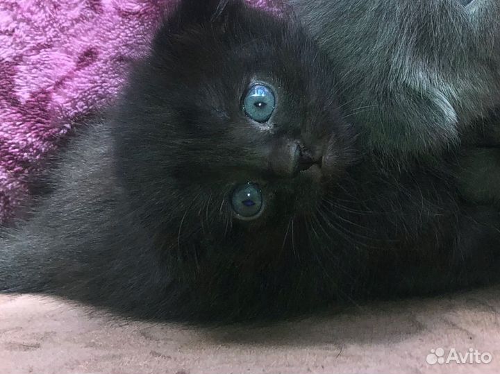 Шотландская