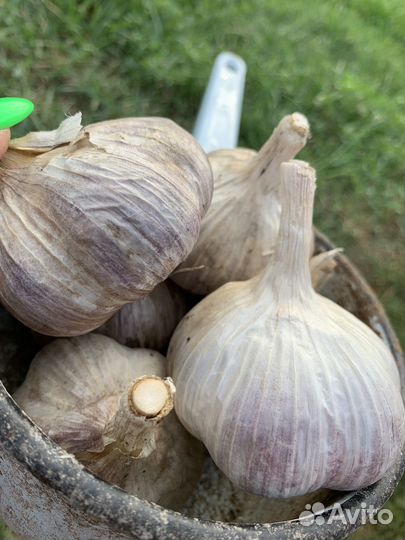 Продам чеснок