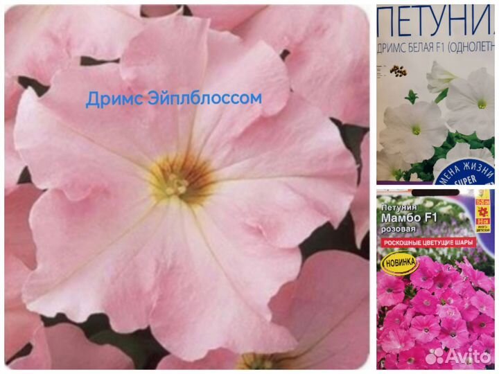 Петуния кустовая и ампельная
