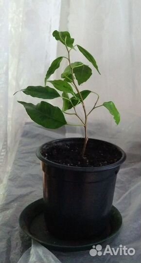 Фикус Бенджамина вариегатный(укоренённые черенки)