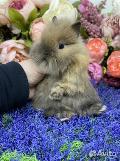 Готовы к переезду крольчата карликовые
