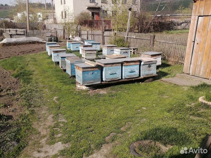 Продам пчелосемьи