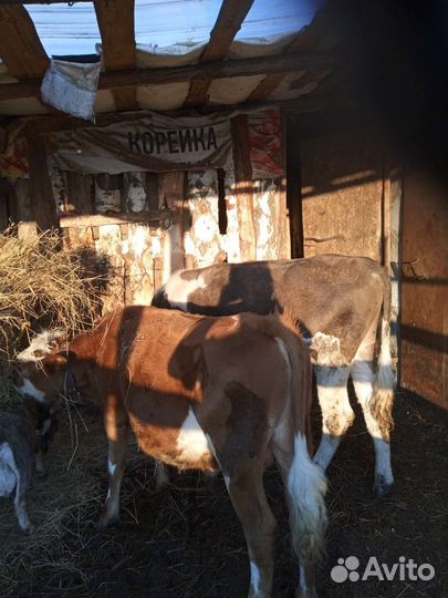 Телята бычки