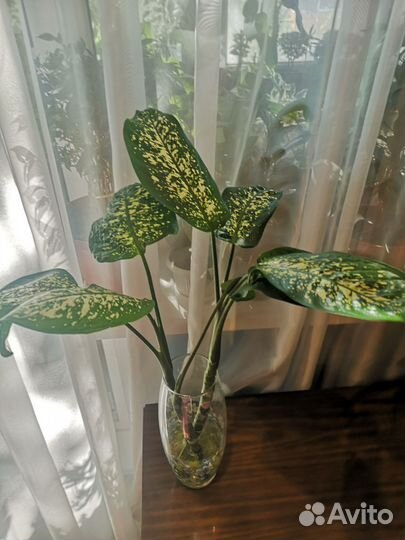 Монстера, диффенбахия