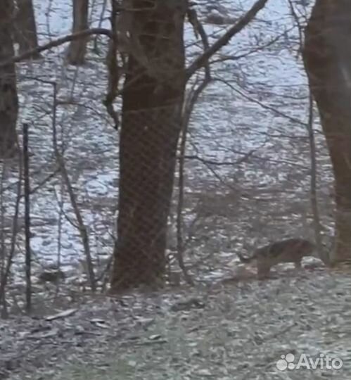 Нужна помощь щенку