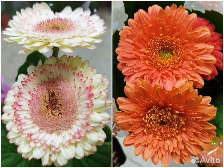 Гербера в горшке, комнатные цветы, садовые