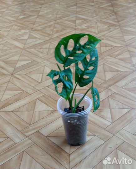 Монстера Манки маск