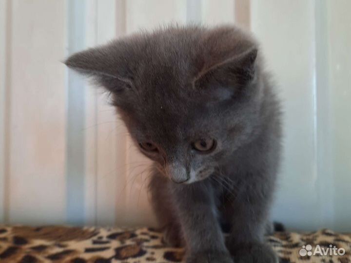 Серый беспородный котёнок(девочка) 2 месяца