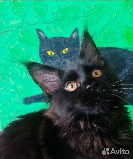 Нарисую вам кошечку:)