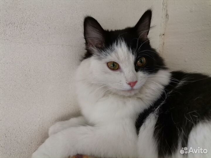 Кошечка в добрые руки