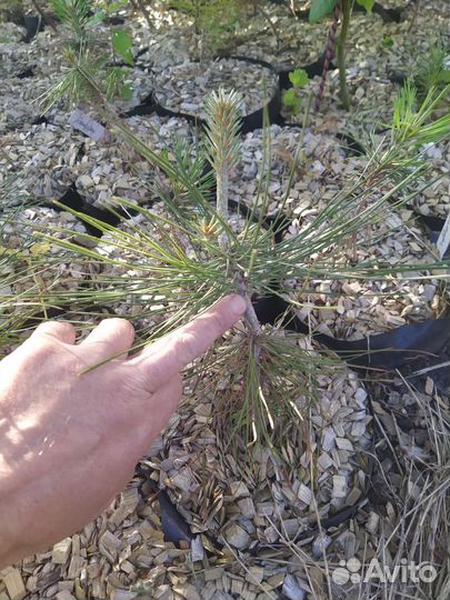 Хвойные растения на дизайн