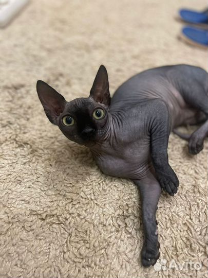 Канадский сфинкс