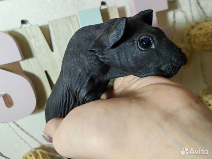 Морская свинка скинни