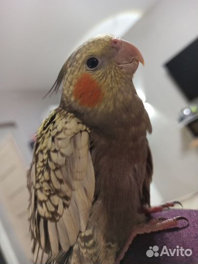 Корелла выкормыш