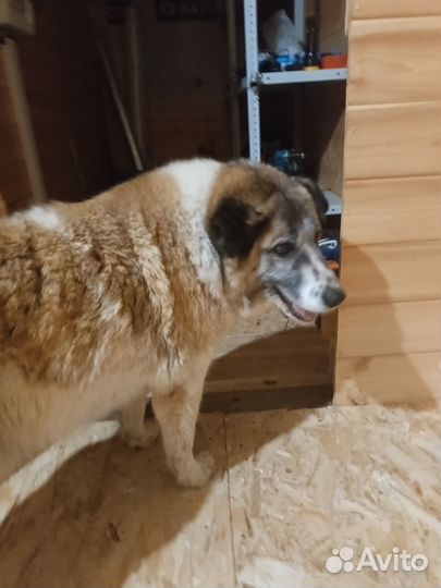 Найдена собака