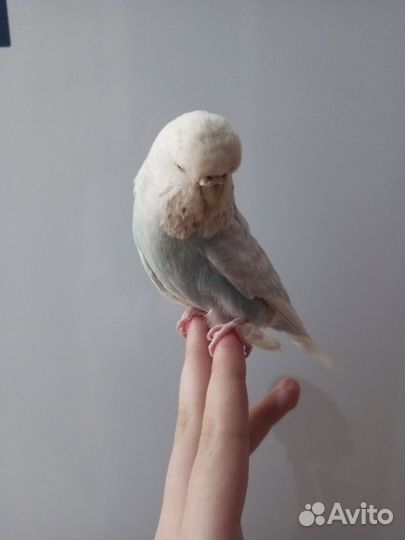 Попугай ввп чех