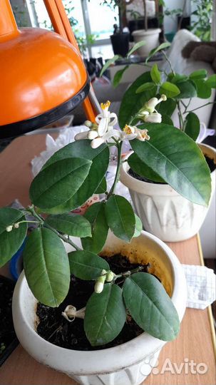 Саженцы лимона мандарин апельсина грейпфрута