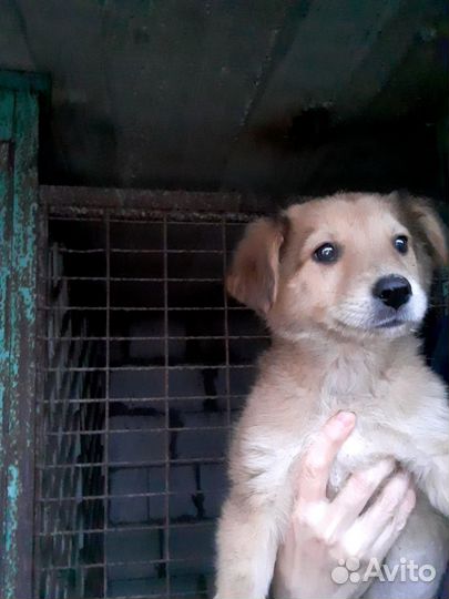 Щенки бесплатно