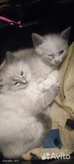 Домашние животные котята
