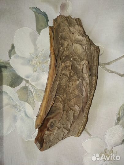 Бивень мамонта