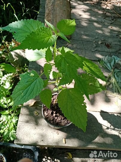 Пряные травы в горшках