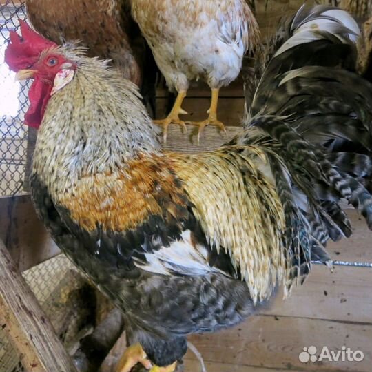 Молодые петухи