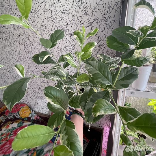 Лимон Эврика вариегатный