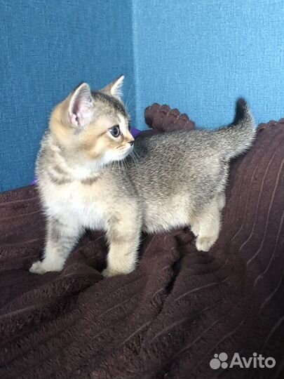 Кошка британка