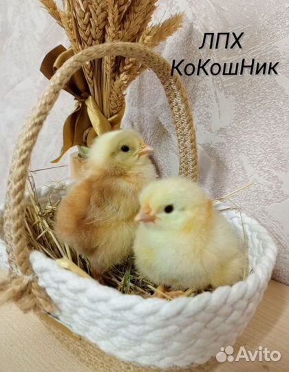 Цыплята несушки