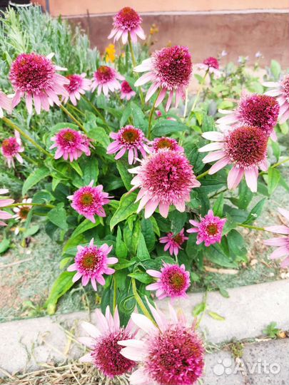 Эхинацея Баттерфляй Киссес