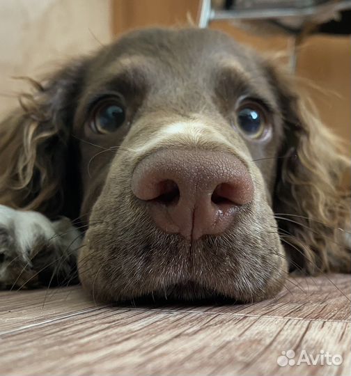 Передержка собак Надёжный Догситтер