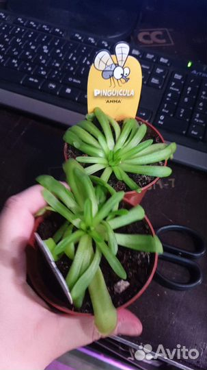 Жирянка Анна