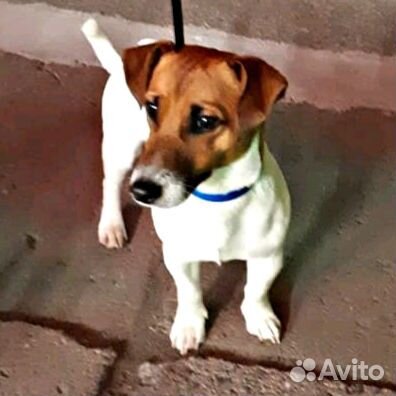 Титулованный Кобель для вязки