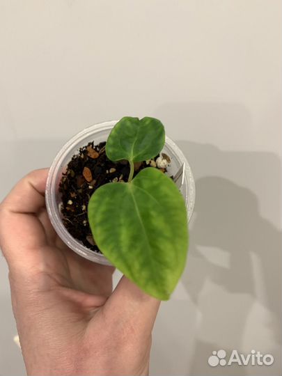 Антуриум гибрид